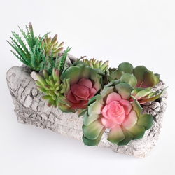 Succulents - small but beautiful