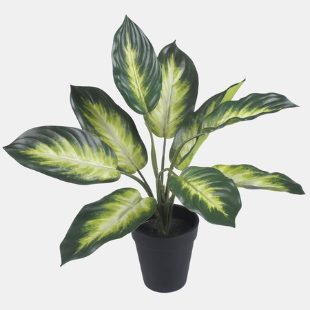 Hosta in pot