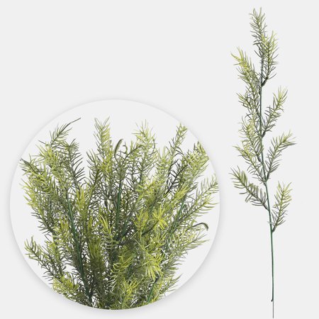 Asparagus