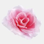Lt. Pink (W087-38)