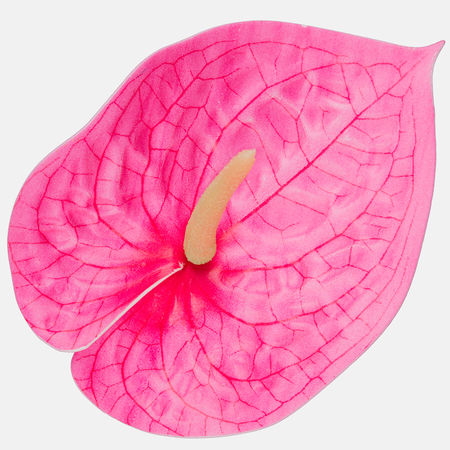 Anthurium Nunzia