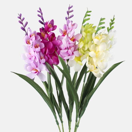 Freesia