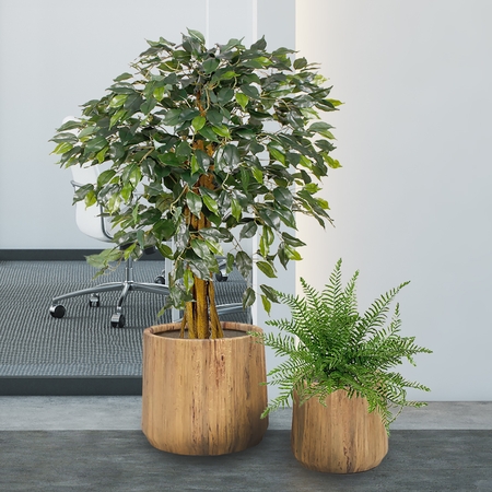 Ficus 1,30 m