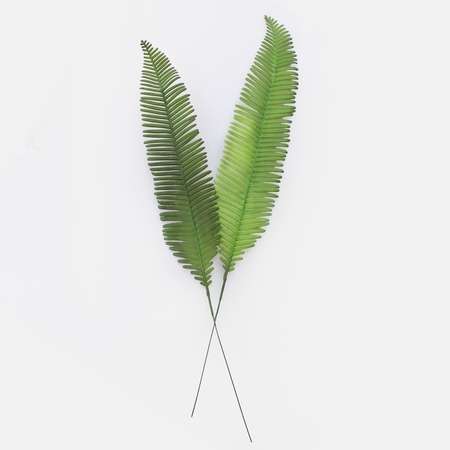 Fern