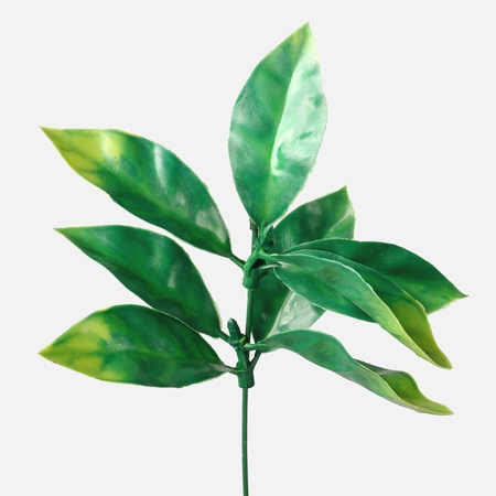 Hoya