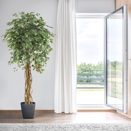 Ficus 2.00 m