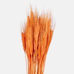 Orange (Y603-03)