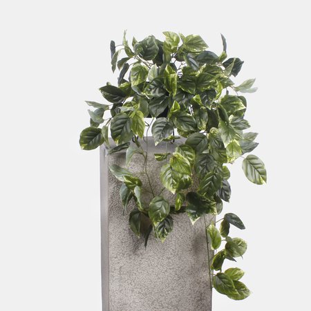 Pothos