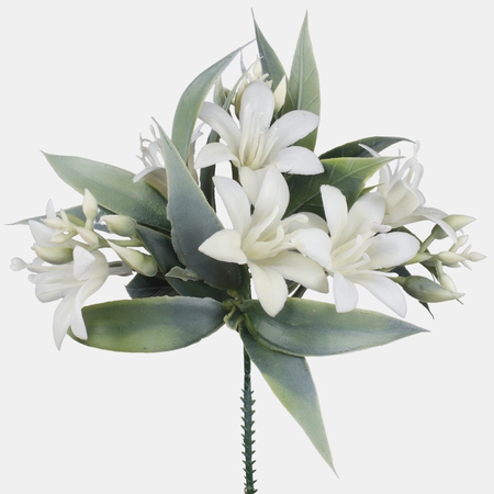 Lily