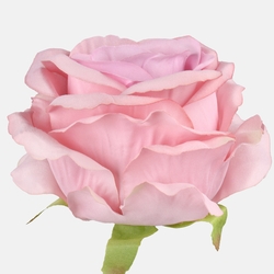 Rose W697