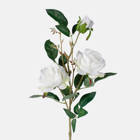 Rose x 3