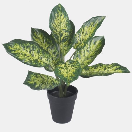 Dieffenbachia in a pot