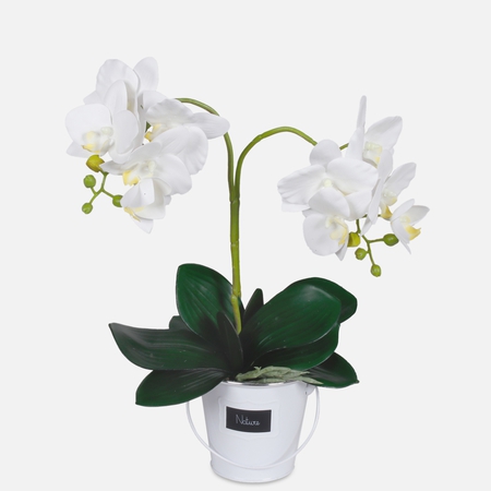 Orchid