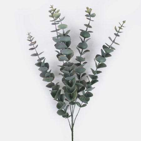 Eucalyptus