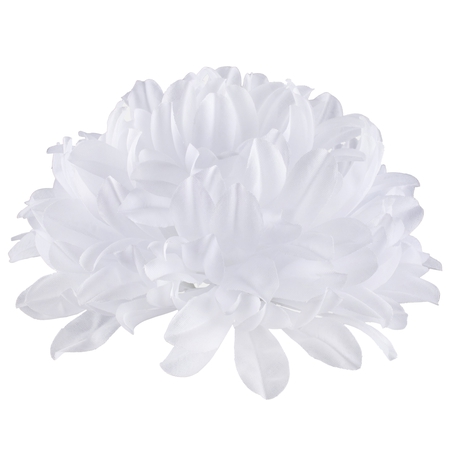 Chrysanthemum