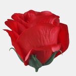 Pure Red (W734-03)
