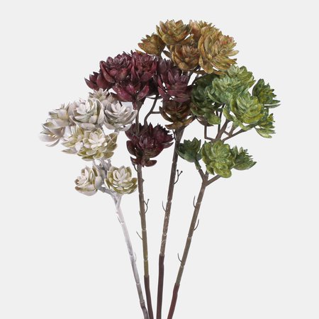 Sedum twig