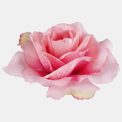 French rose W087