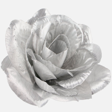Shiny rose