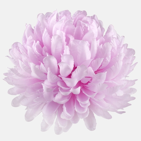 Chrysanthemum