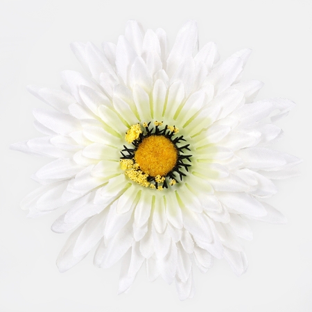 Gerbera