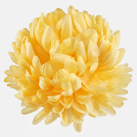 Chrysanthemum