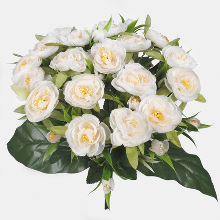 Camellia bush x 18