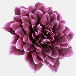 Burgundy (W536-12)