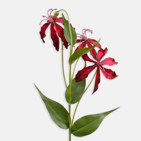 Gloriosa x 3