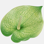 Lt. Green/Green (W589-02)