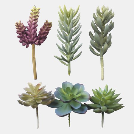 Succulent mix x 6