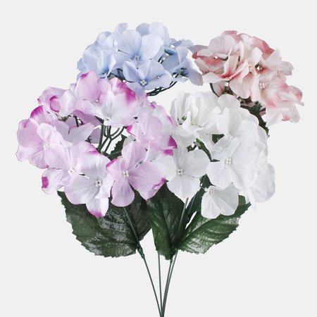 Hydrangea