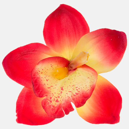 Satin orchid