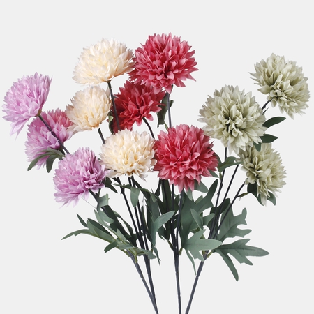 Chrysanthemum x 3