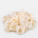 Cream (A559-02)