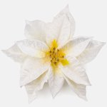 Cream/Yellow (W597S-02)