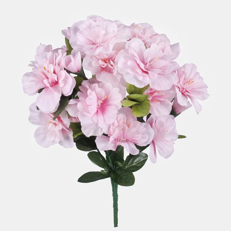 Azalea x 7