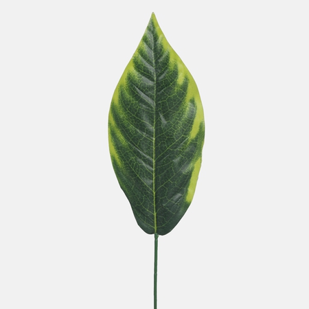 Croton single leaf