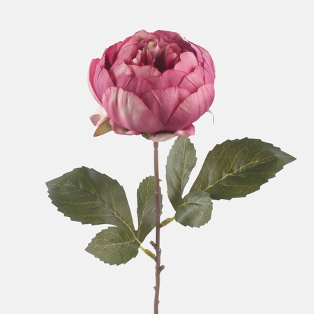 Peony