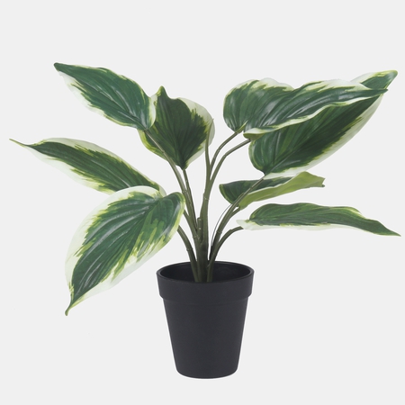 Hosta in a pot