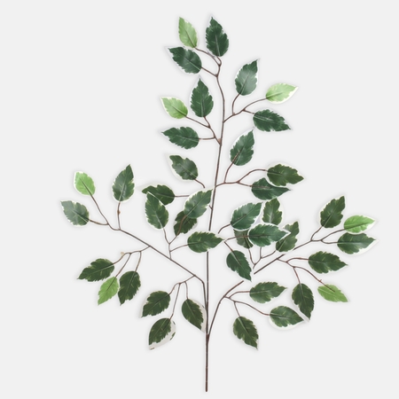 Ficus spray