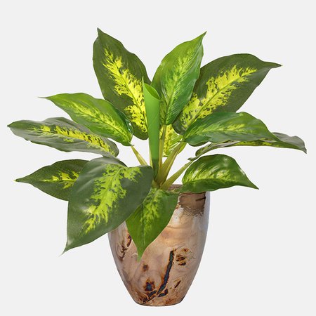 Dieffenbachia