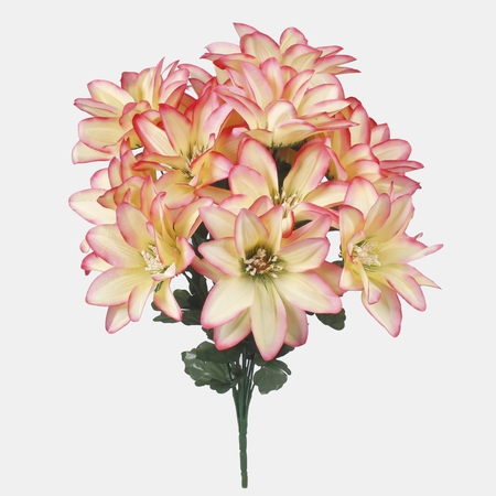 Dahlia x 14