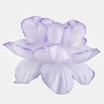 Lt. Lilac Edge (W303-02)