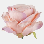 Pink (W697-06)