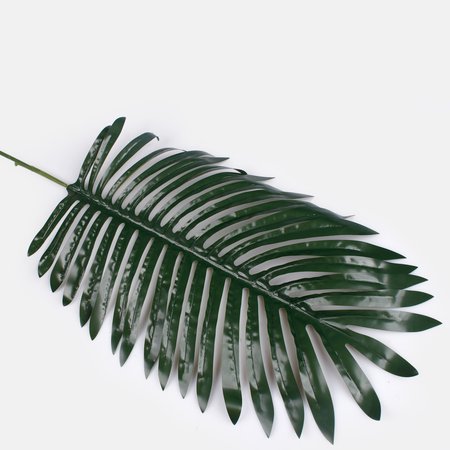 Palm leaf