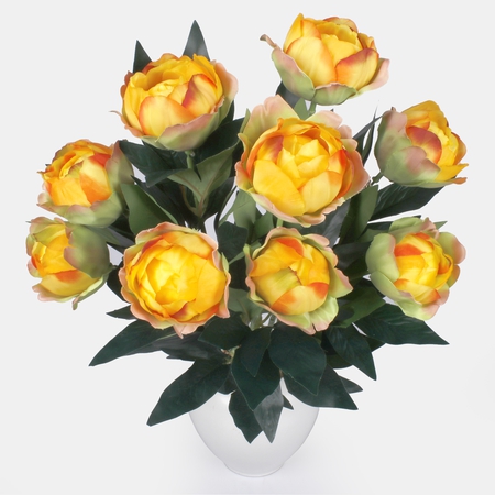 Peony x 9