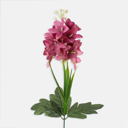 Hyacinth