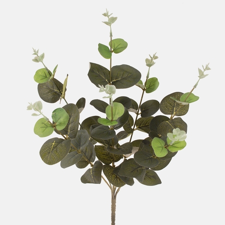 Eucalyptus
