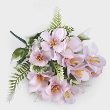 Freesia x 5